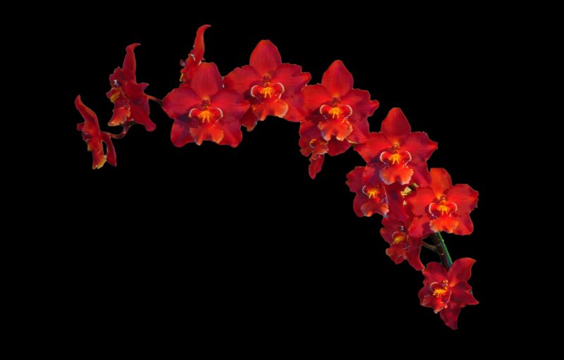 Фон Орхидея красная