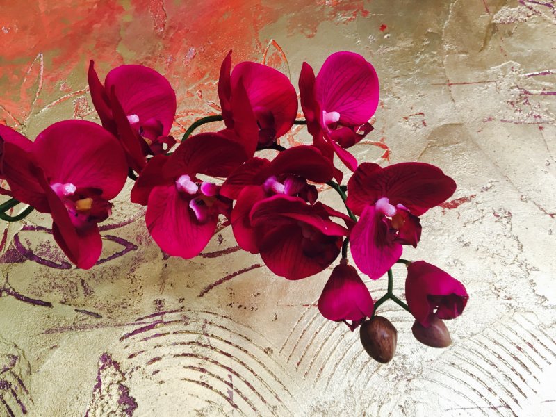 Орхидея розовая с бордовым