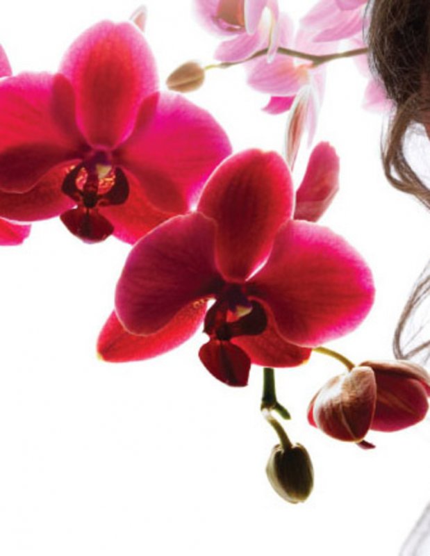 Красные орхидеи для телефона