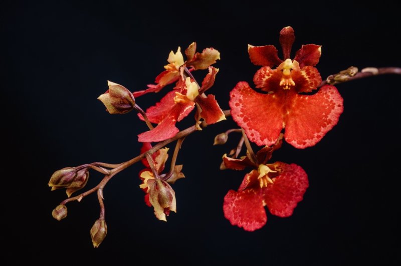 Красные орхидеи фон (45 фото)