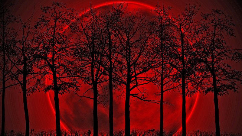Кровавая Луна в лесу
