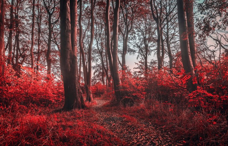 Эстетика красного леса