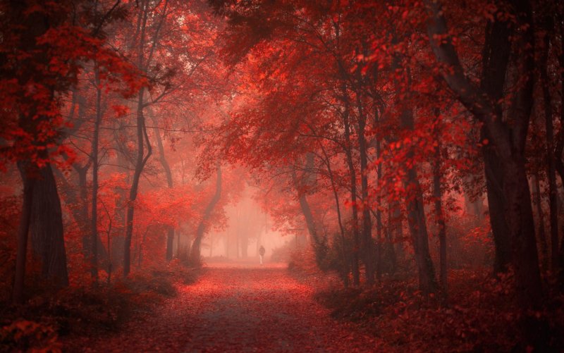 Красный лес фон (46 фото)