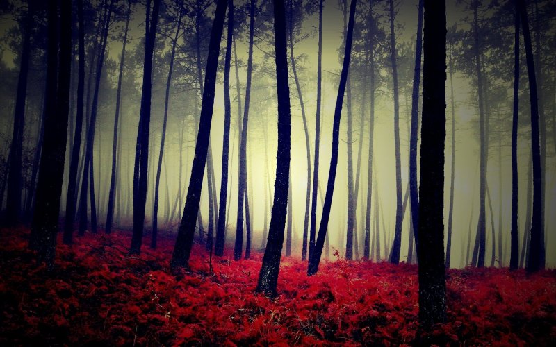 Тёмный лес фон