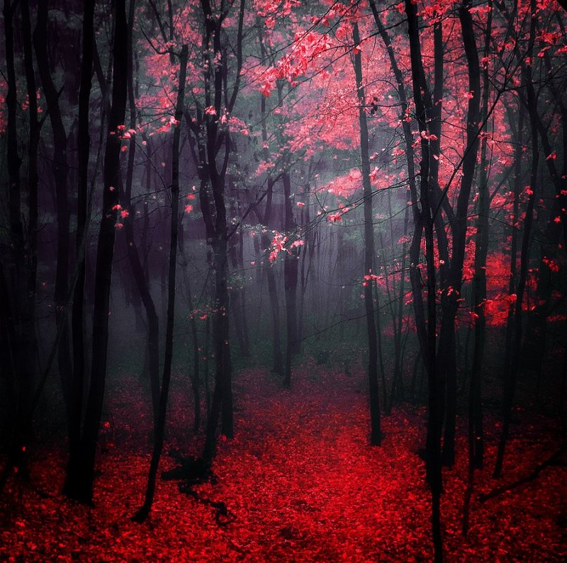 Красный лес