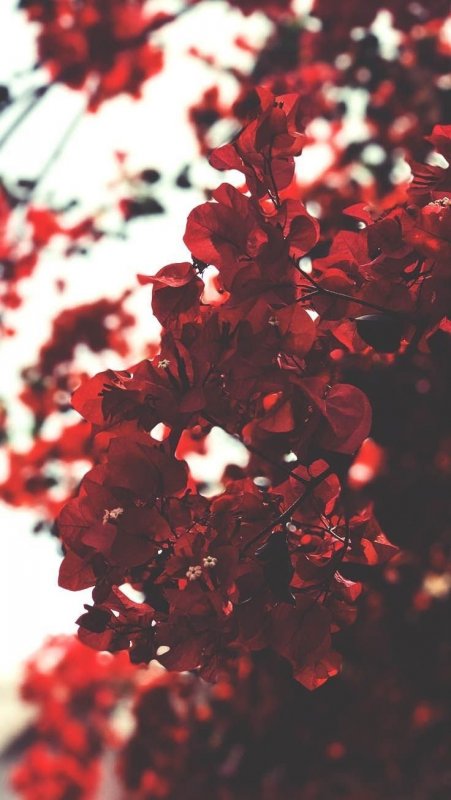Красные цветы для эстетики