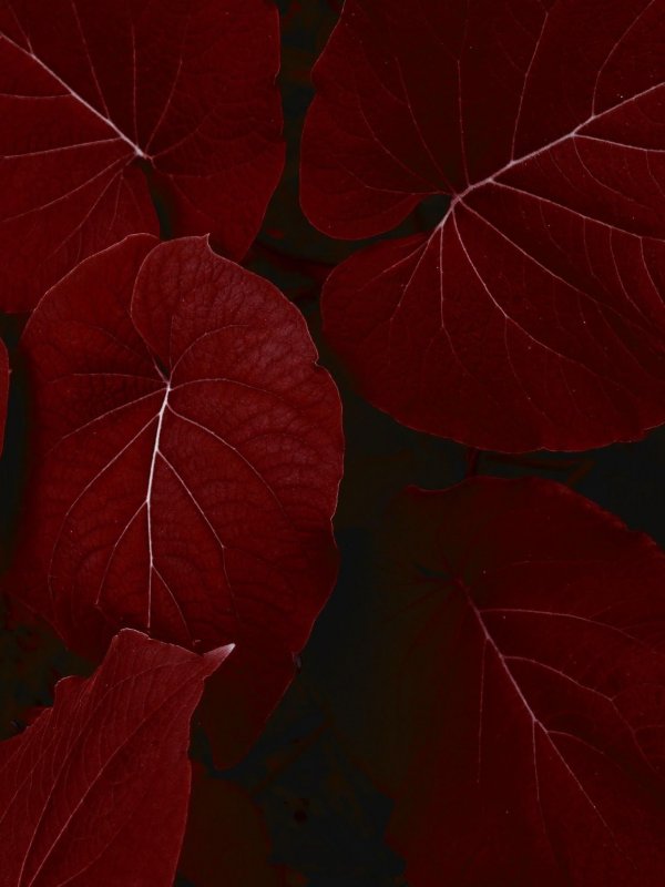 Красный цветок на темном фоне вертикально