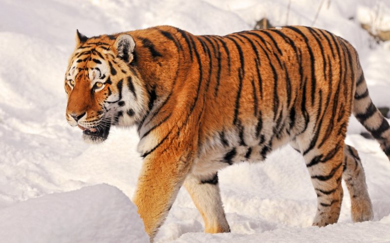 Амурский тигр окрас