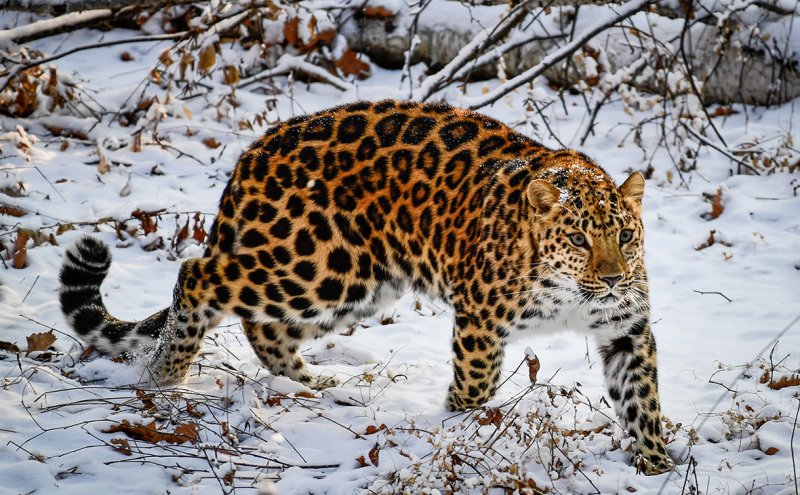 Амурский тигр Дальневосточный леопард снежный Барс