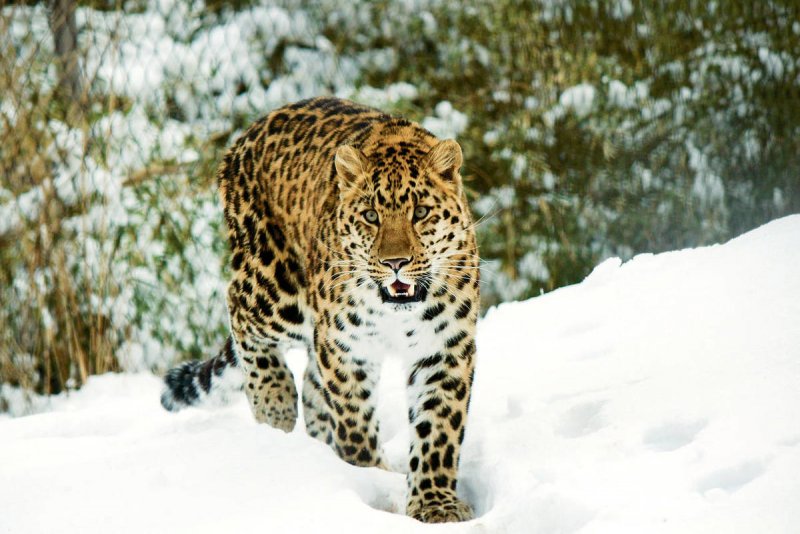 Леопард в Сибири
