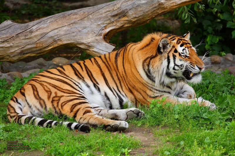 Амурский тигр млекопитающий