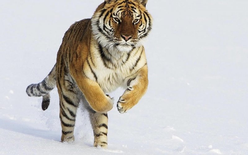 Амурский тигр данные