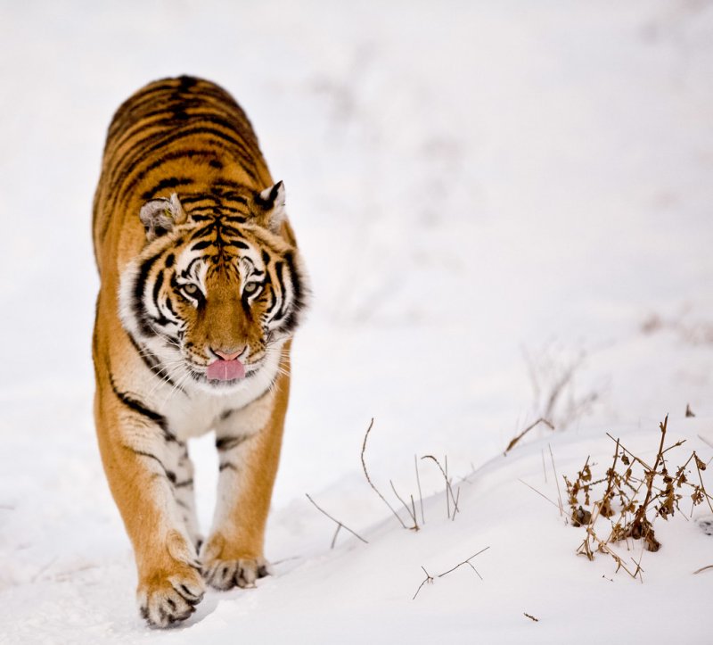 Краснокнижный тигр Амурский