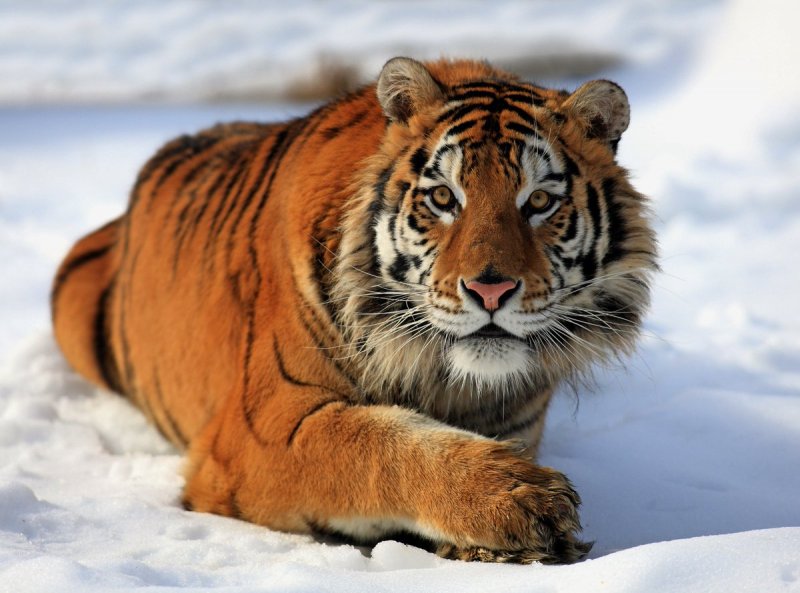 Дальневосточный Уссурийский тигр