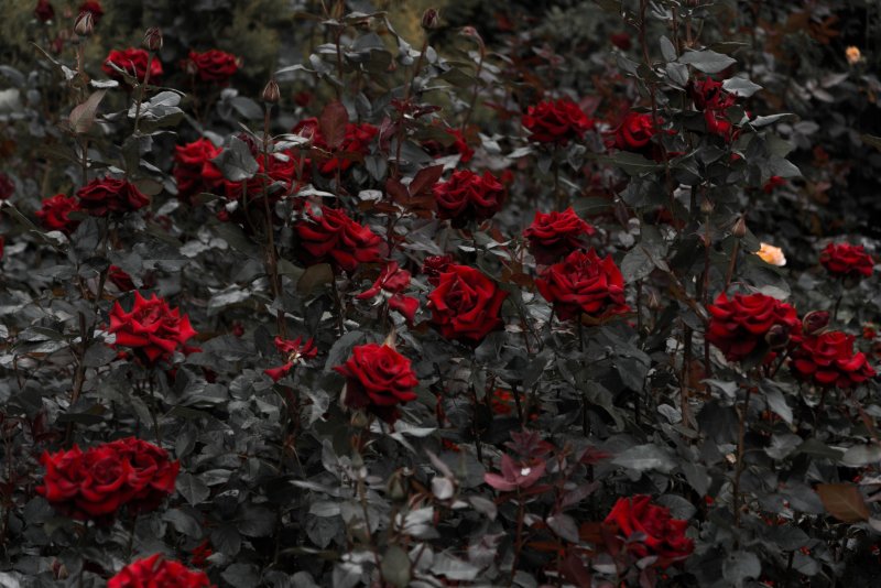 Темно красные цветы