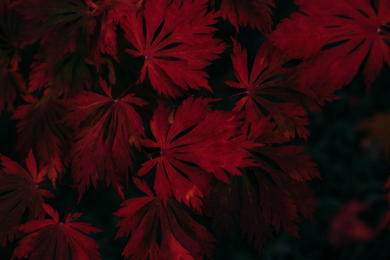 Темно красные листья