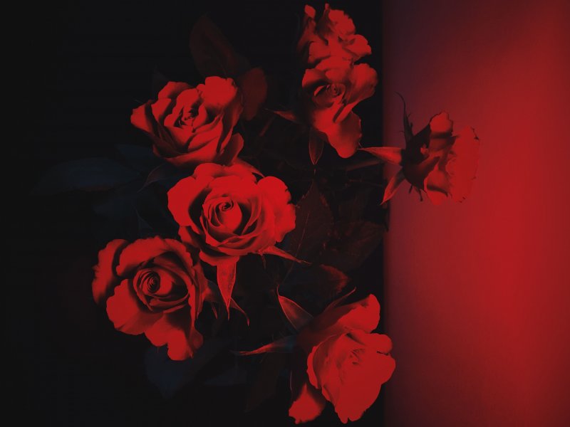 Красные розы для эстетики