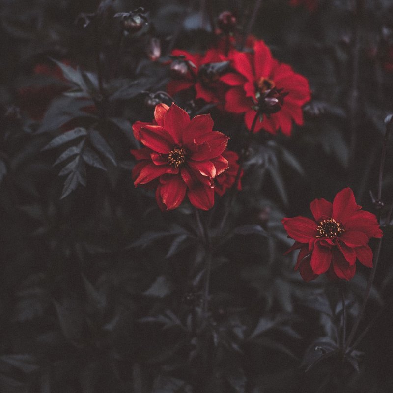 Черно красные цветы