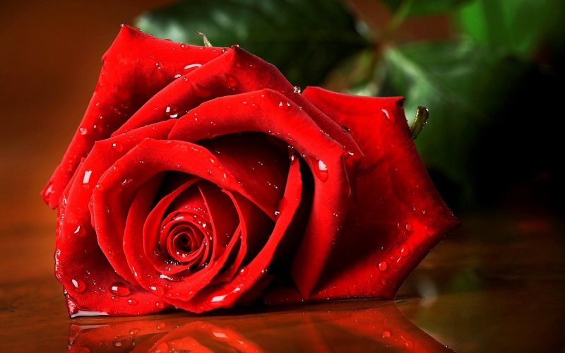 Заставка на телефон розы красные (48 фото)