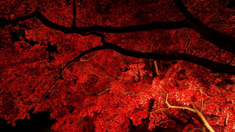 Красный лес в Японии