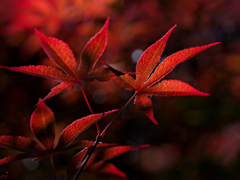 Красная листва