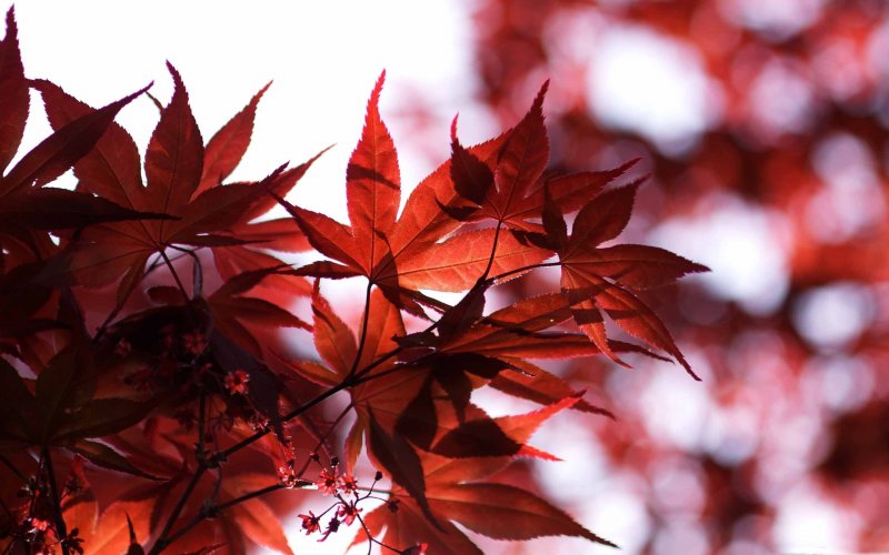 Темно красные листья