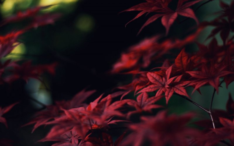 Темно бордовые листья