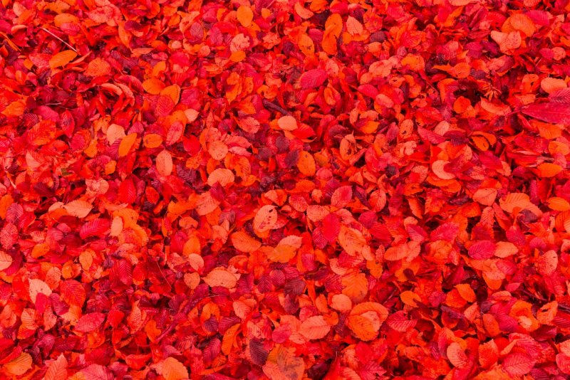 Текстура красной листвы
