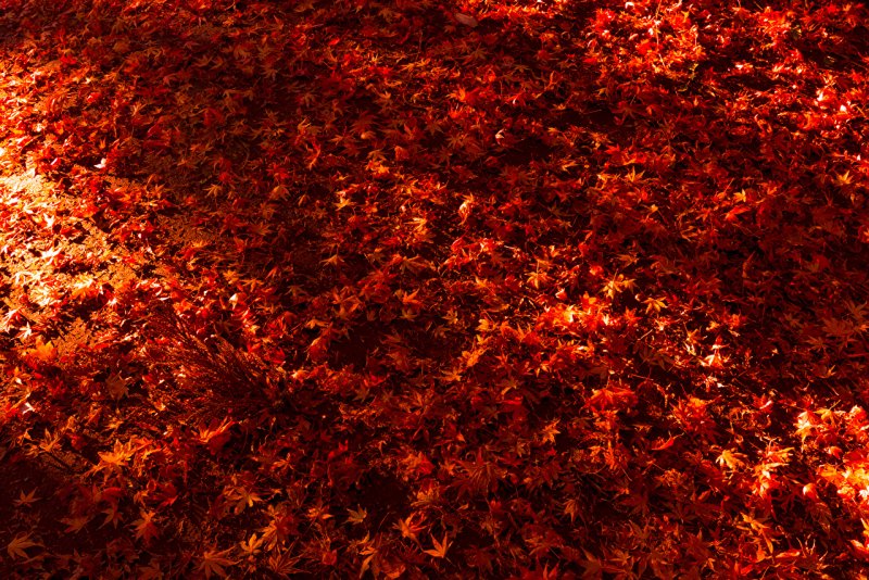 Красные листья фон