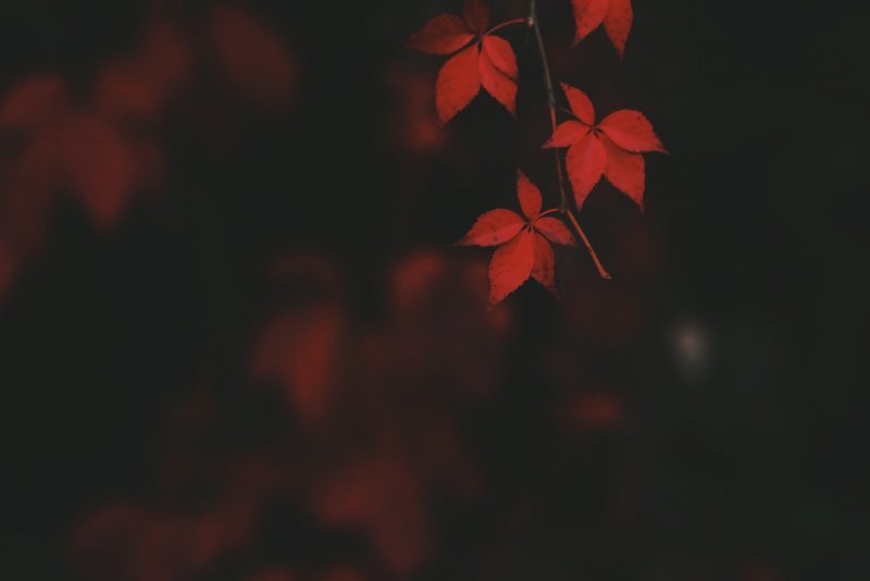 Красные листья на темном фоне