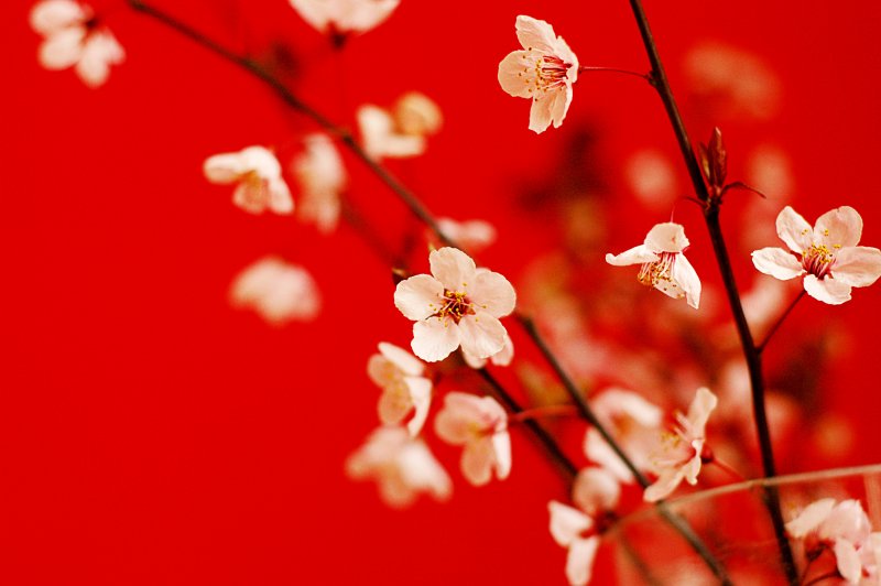 Красная Сакура на белом фоне