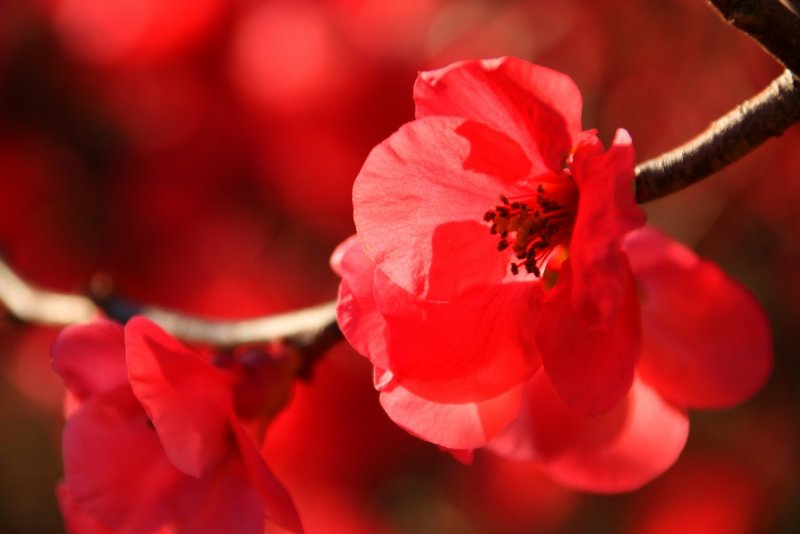 Сакура с красными цветами
