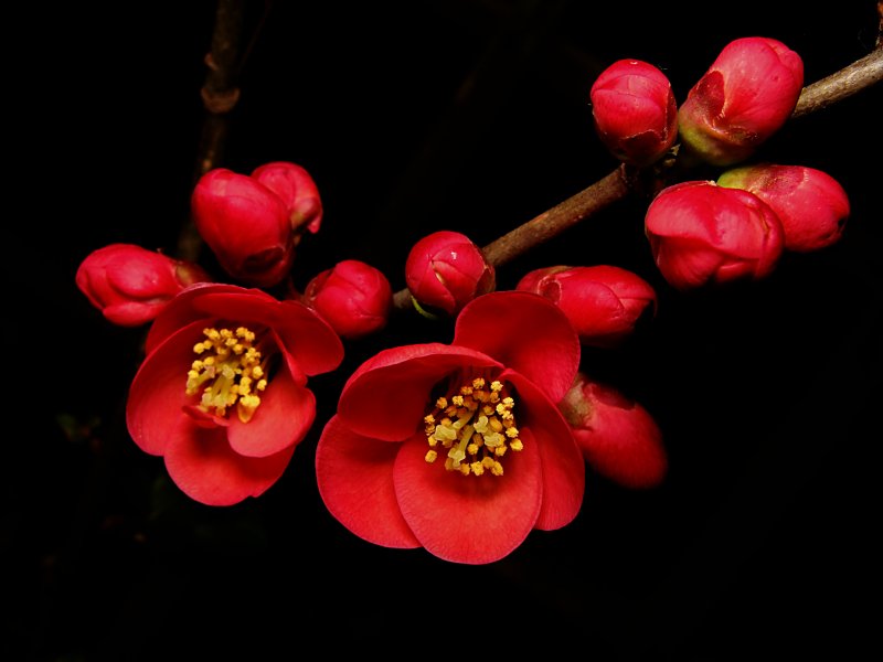 Красные цветы вишни