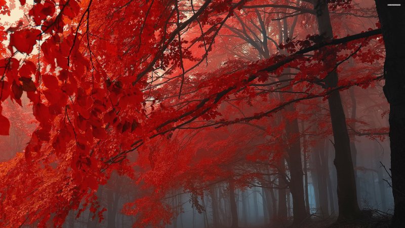 Лес с красными листьями