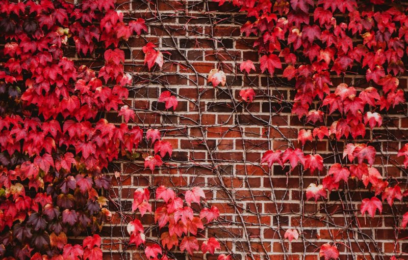 Стена кирпичная с листвой