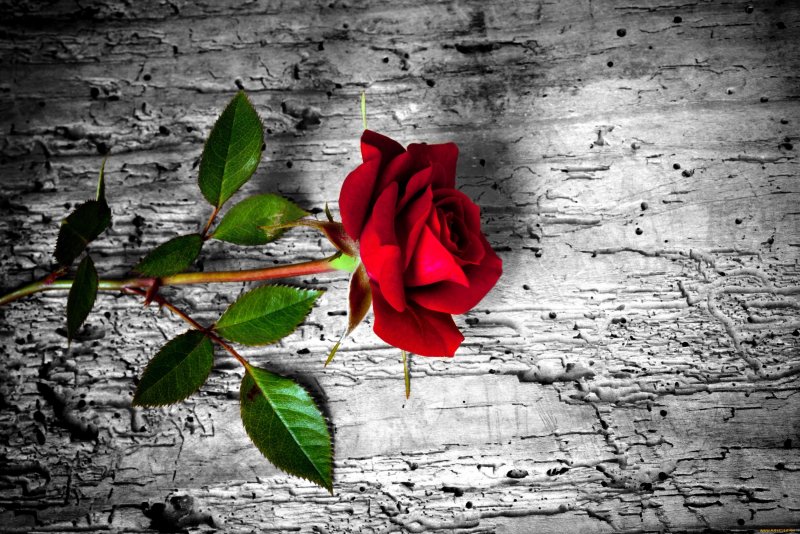 Красная роза на сером фоне