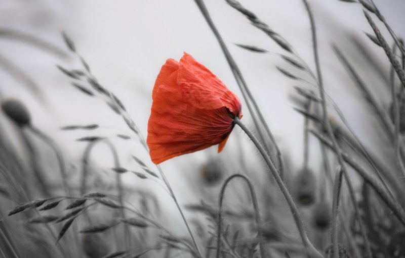 Красный одинокий цветок