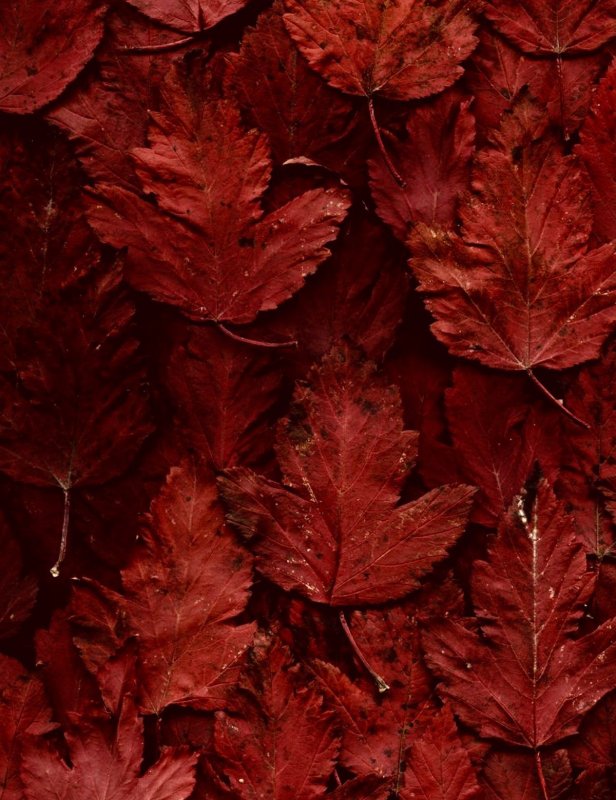 Красные осенние листья