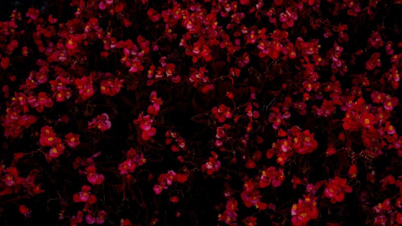 Мелкие цветочки на темном фоне