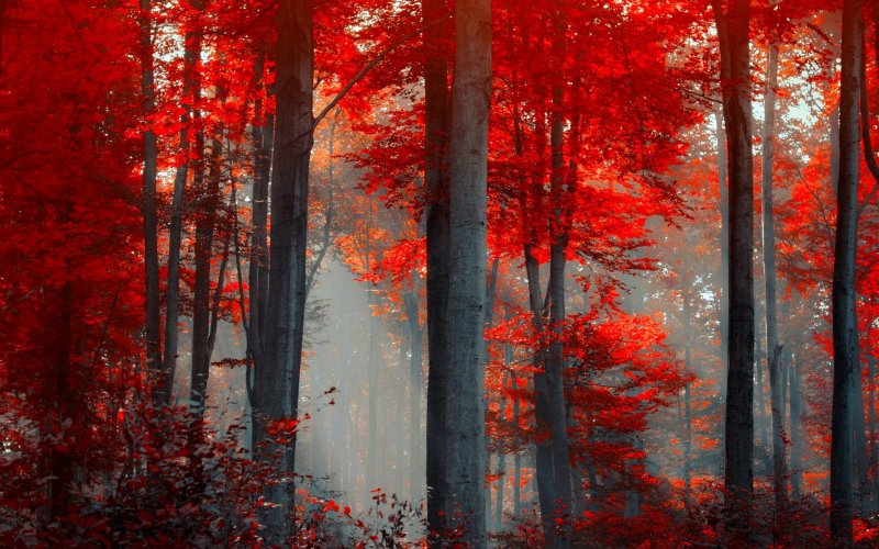 Лес в красных оттенках