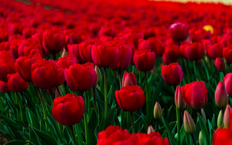 Красивые красные тюльпаны