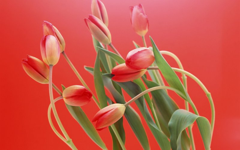 Фон 8 марта красные тюльпаны