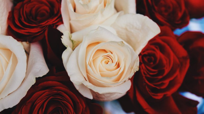 Цветы розы HD