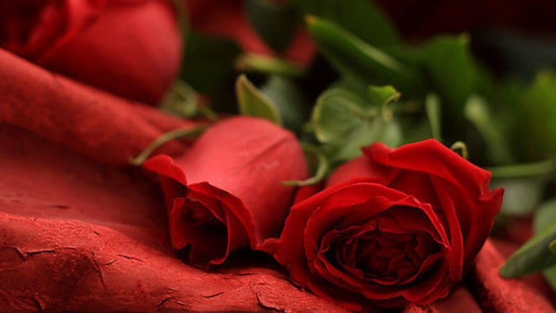 Розы романтично