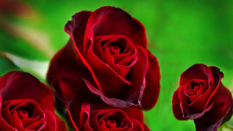 Цветы розы HD