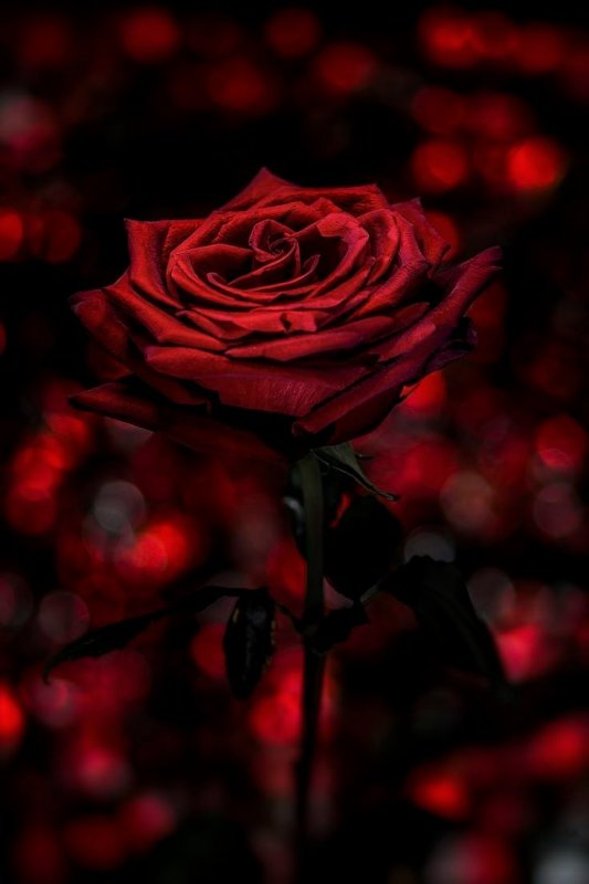 Бордовые розы