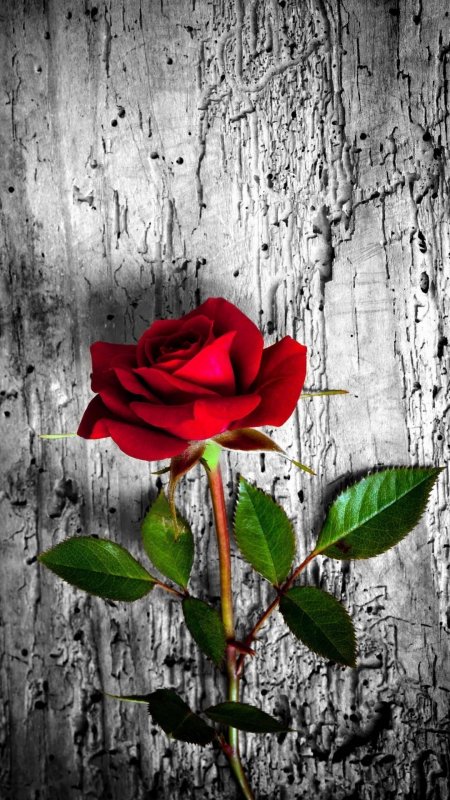 Красная роза на сером фоне