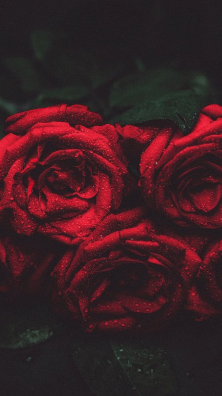 Розы на айфон