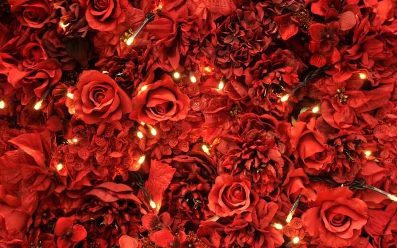 Фон для телефона красные розы (48 фото)