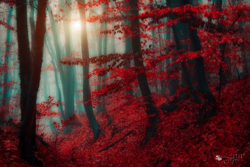 Кроваво красный лес